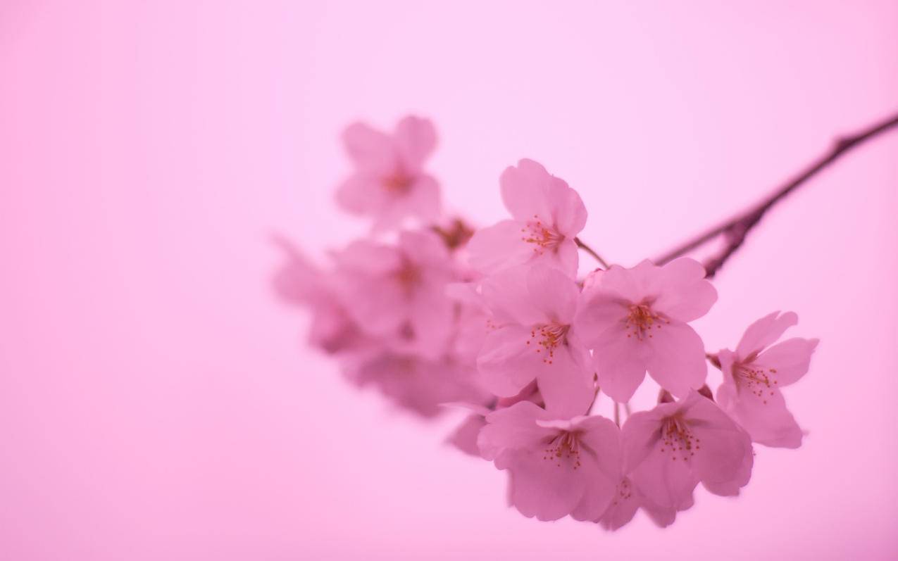 日本苹果id怎么永久注销掉_怎么退出日本苹果ID - 日本苹果ID - 55dz账号网