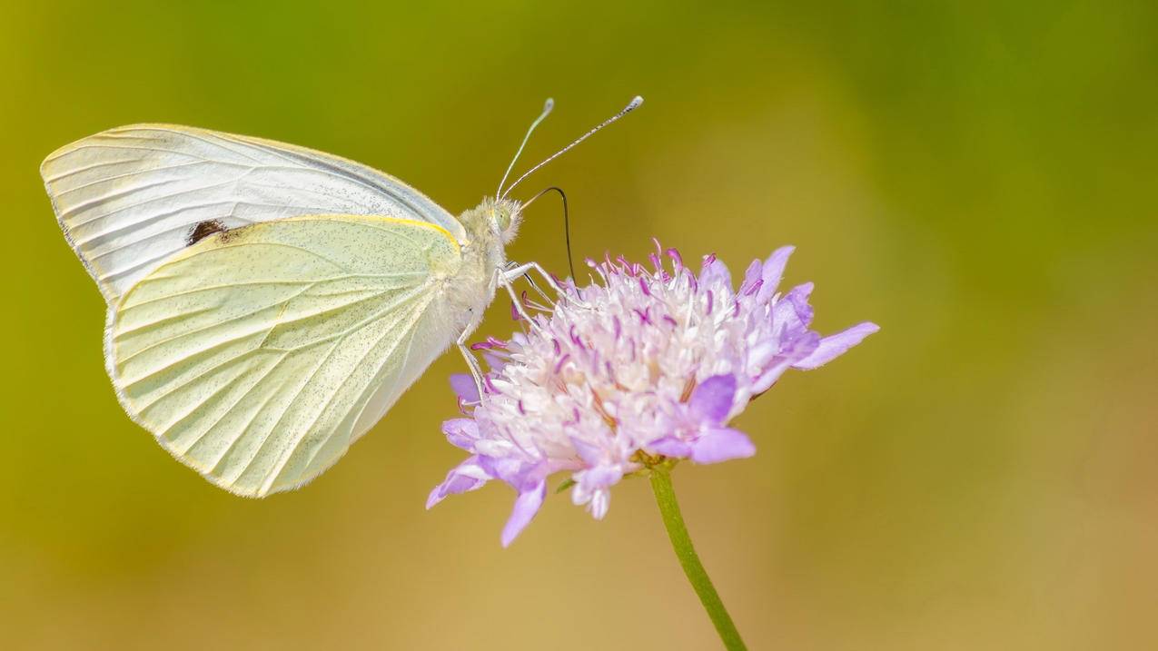 苹果扣费如何申请退款 ， 苹果官网退款怎么退  - 55dz账号网