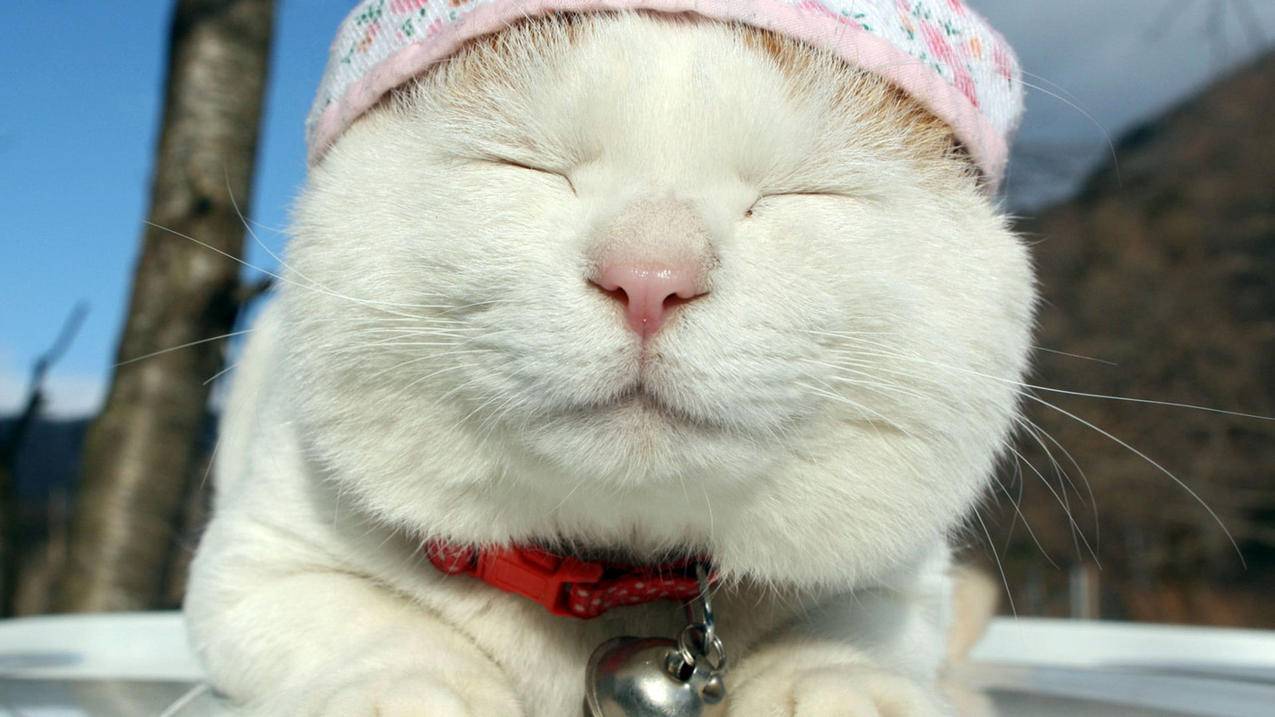 google怎么联网_google怎么连接网络 - google相关 - 55dz账号网