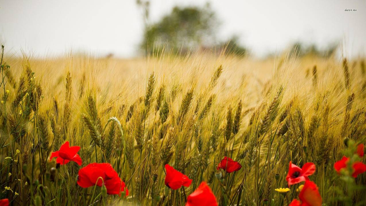 itunesstore韩国appleid密码在哪里知道_itunesstore软件ID密码忘记了怎么搞 - 韩国苹果id - 55dz账号网