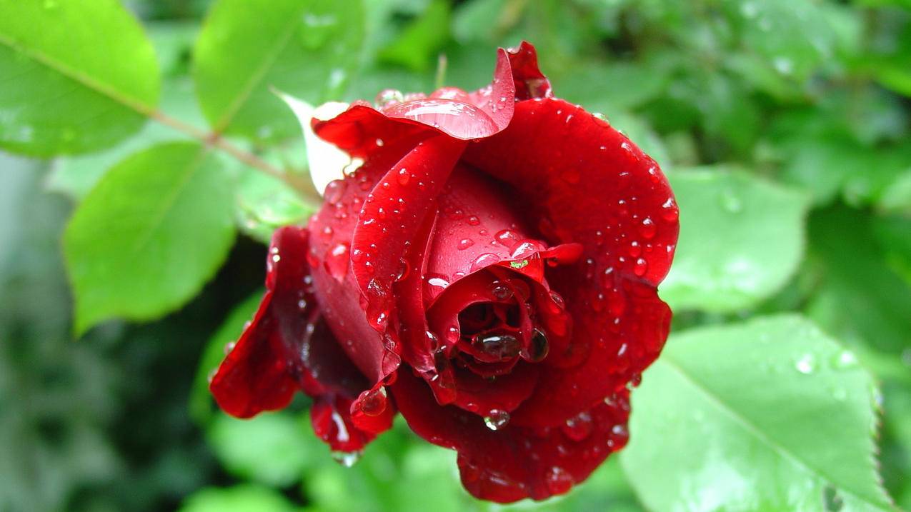 苹果id账号必须实名认证吗_appleid怎么实名认证 - 美国苹果ID - 55dz账号网