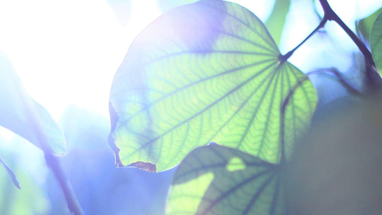 越南appleid记录怎么删除 - 各区苹果ID - 55dz账号网