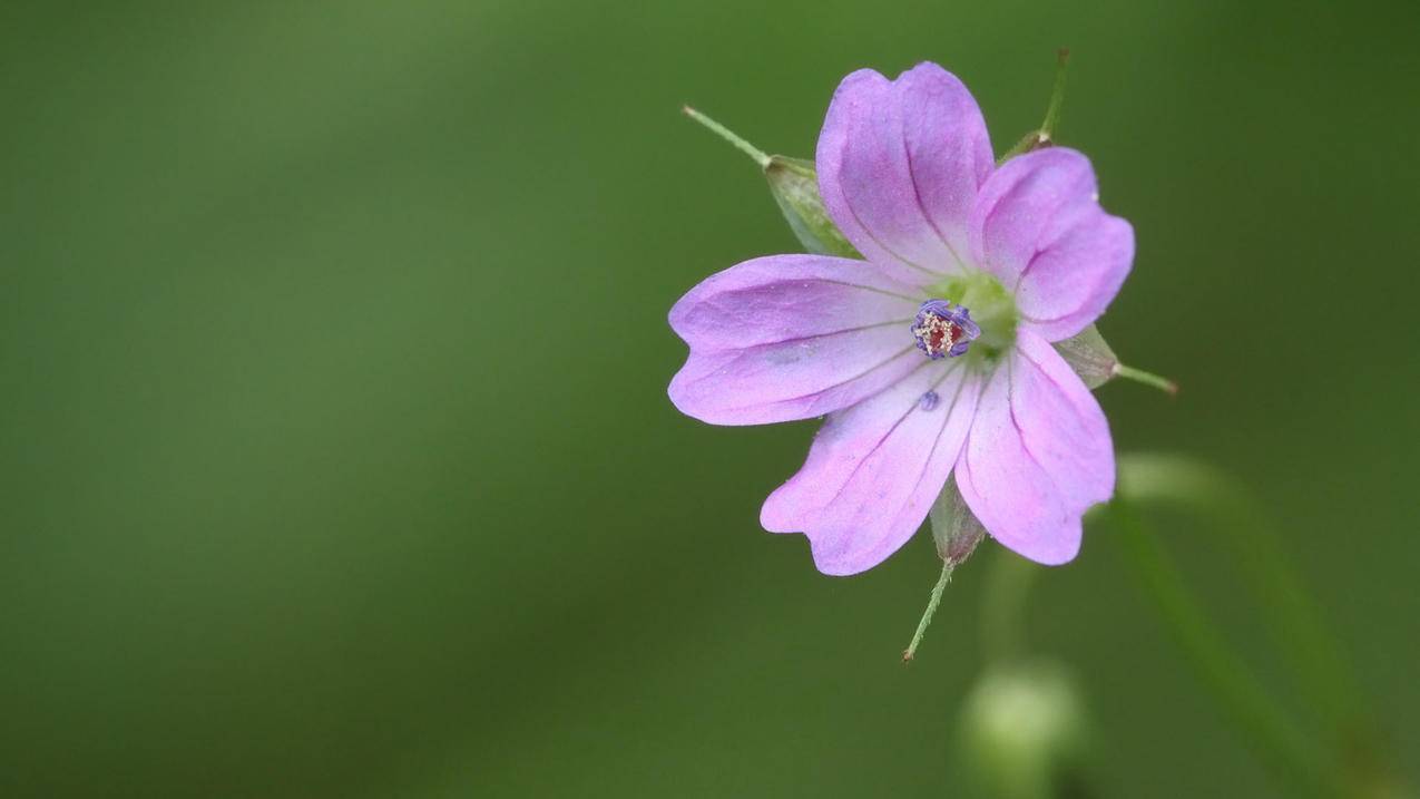 fifaonline4守门员怎么扑点球_fifa online4守门员点球动作 - Line相关 - 55dz账号网