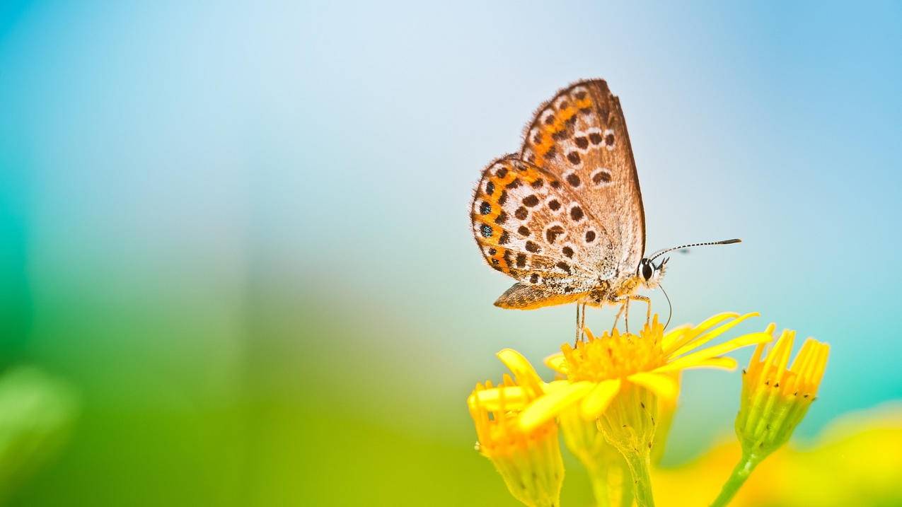 QQ快手刷赞低价业务网站平台-刷快手粉丝最便宜的平台-快手刷粉神器手机软件