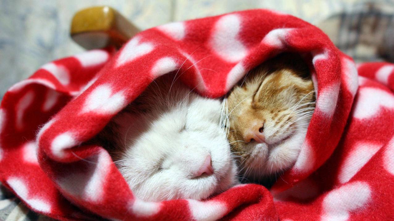 小红书电脑端如何开启直播？ - 网络资讯 - ks业务下单