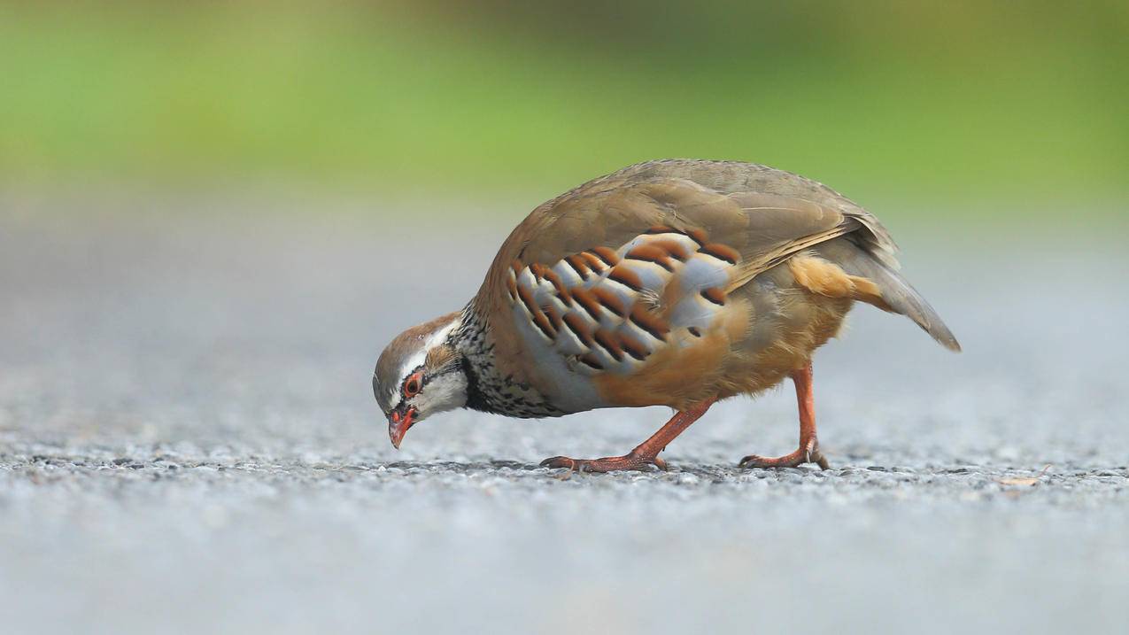 appstore登陆别人的美服苹果id账号会怎么样_苹果 美服账号 - 美国苹果ID - 55dz账号网