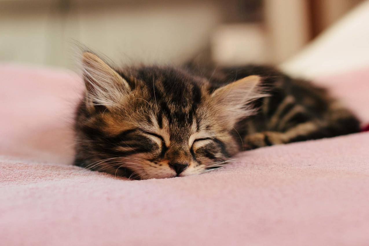 ipad怎么删除越南apple id账号（删除ipad的apple id账号） - 各区苹果ID - 55dz账号网