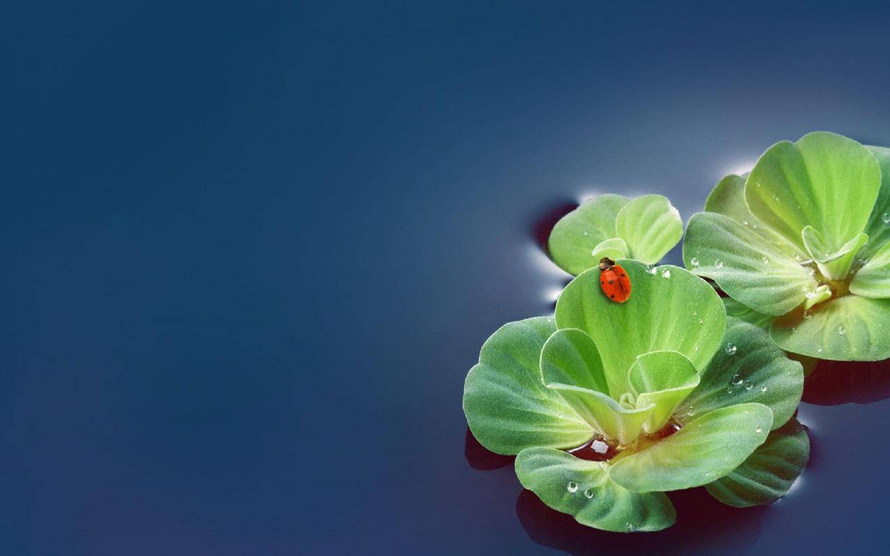 快手低价双击在线网站 - 快手刷粉网站,24小时秒单业务平台便宜,哔哩哔哩低价下单