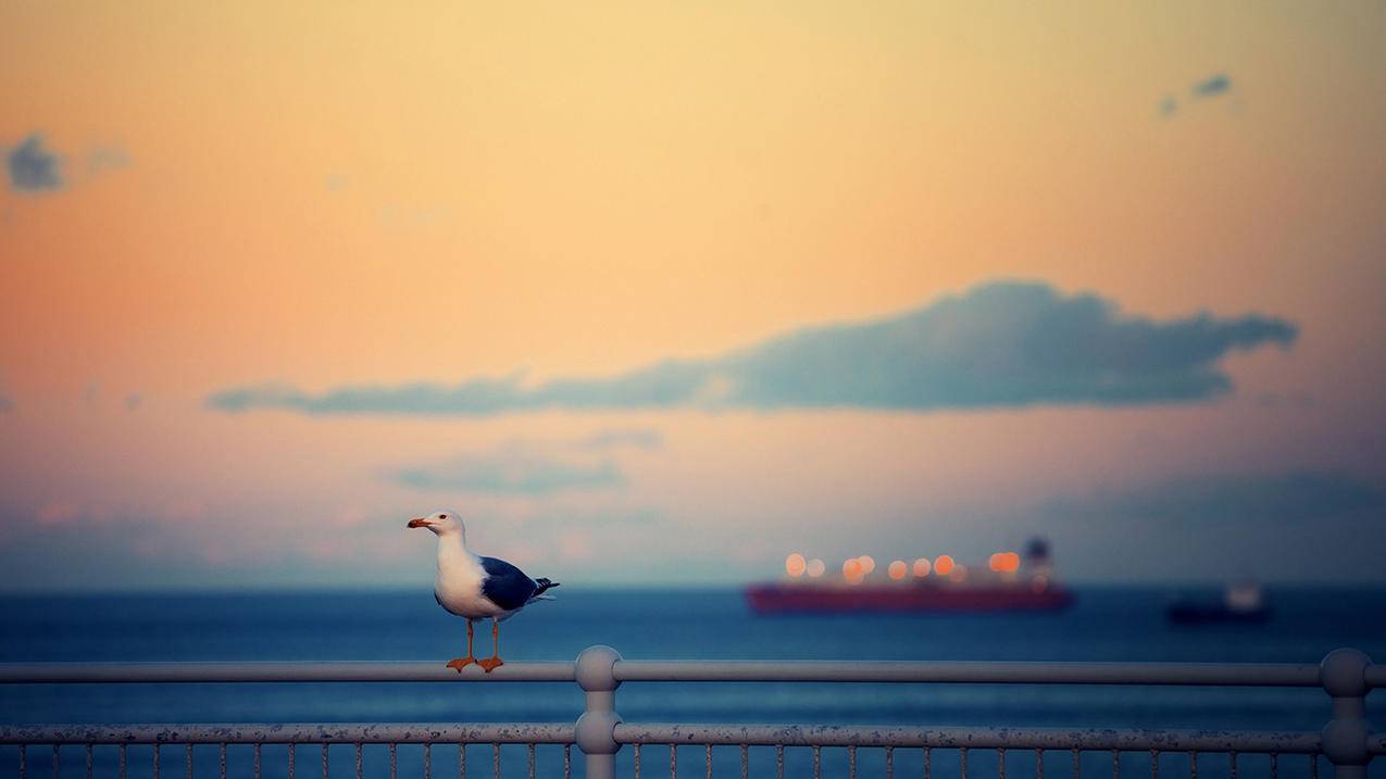 zoom怎么登陆会议_如何登陆zoom会议 - zoom相关 - 55dz账号网