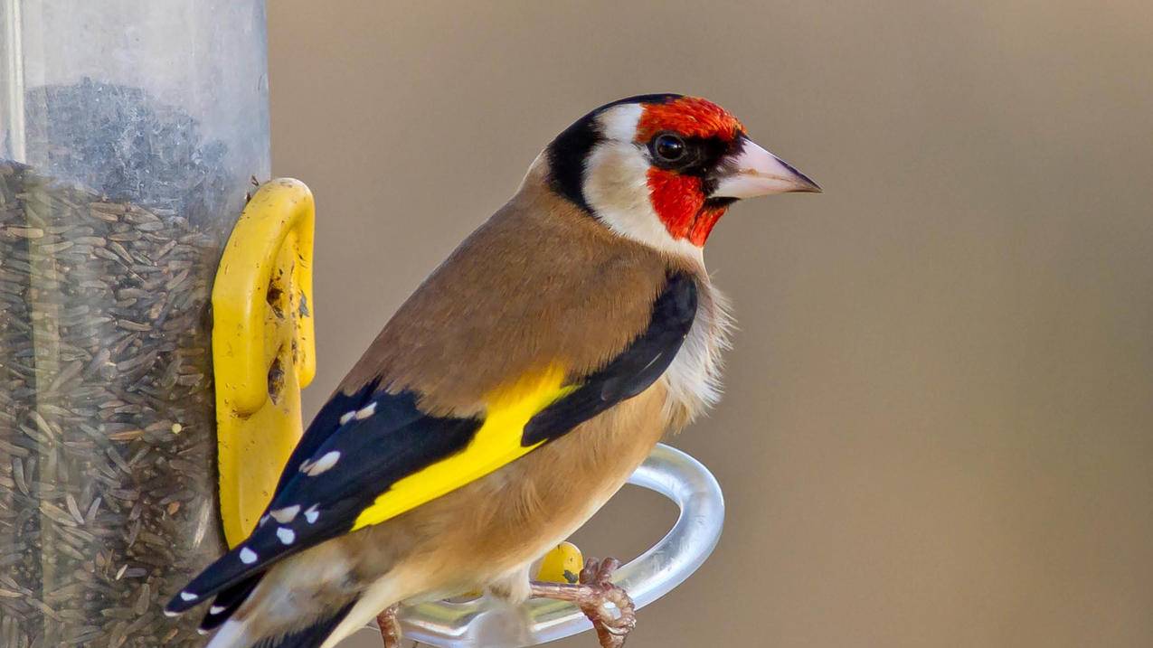 韩国苹果id代充有什么风险_国外id代充 - 韩国苹果id - 55dz账号网