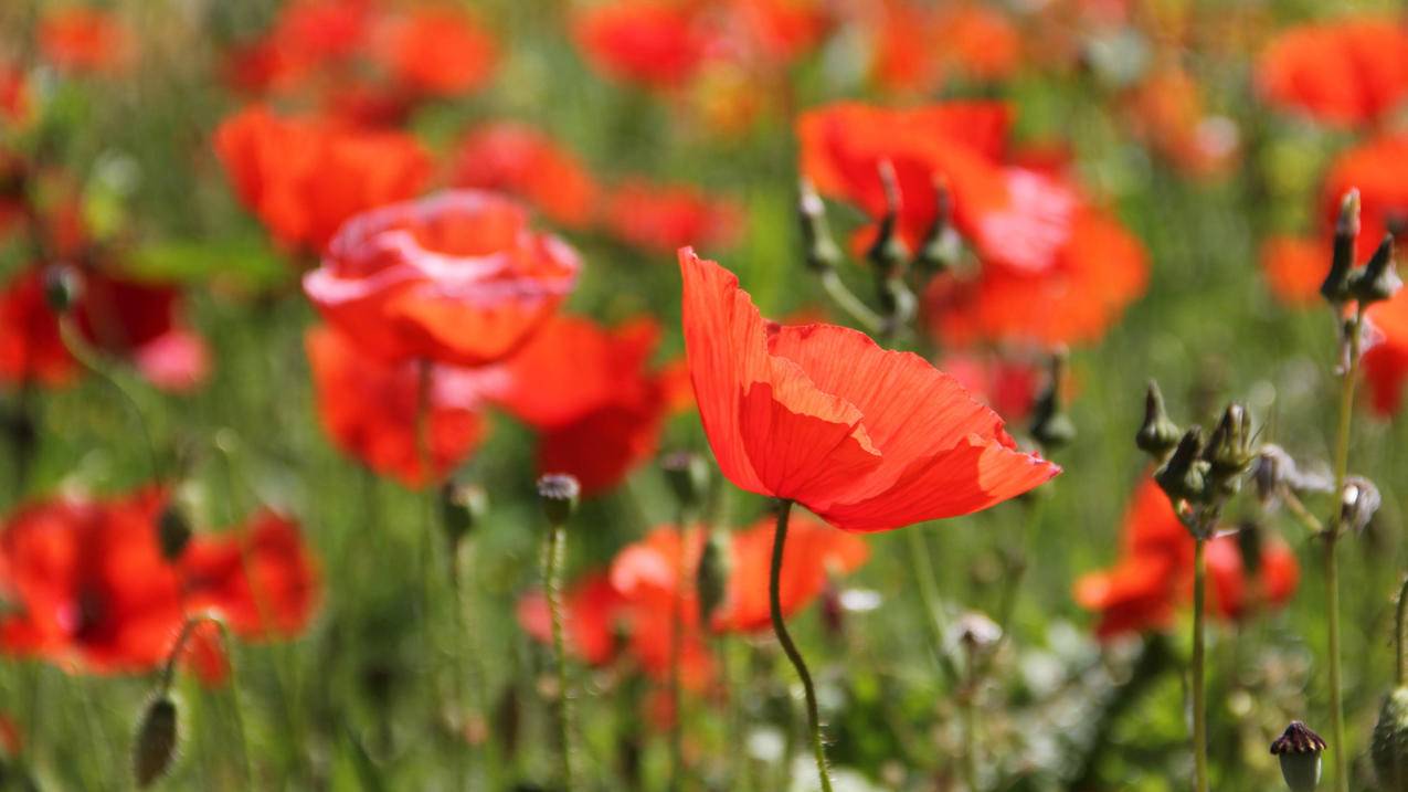 小火箭如何免费下载_小火箭下载安装 - 注册外服方法 - 55dz账号网