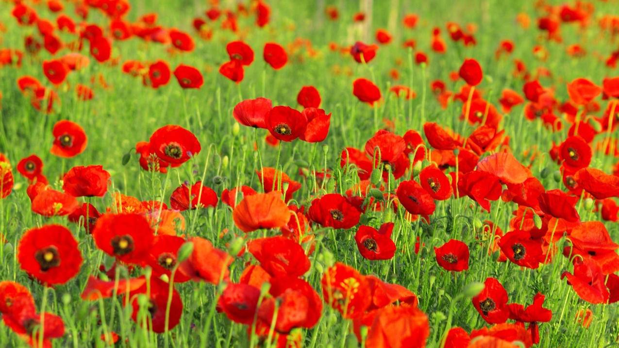 台湾苹果id密码邮箱找回教程_台湾苹果id密码邮箱找回教程下载 - 台湾苹果ID - 55dz账号网