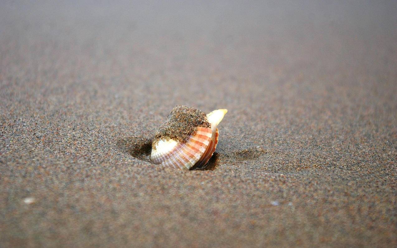 twitterx下载  ( 苹果推特怎么下载安装及使用 ) - 55dz账号网