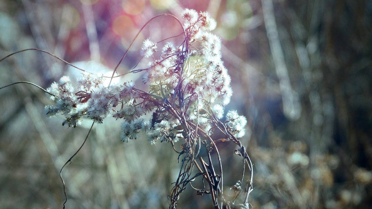 nba2konline2选球队后给的球员_nba2konline2值得培养的球员 - Line相关 - 55dz账号网