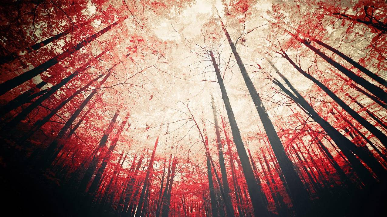 海外版抖音tiktok苹果怎么注册_国际版抖音tiktok怎么注册 - 苹果APP下载 - 55dz账号网