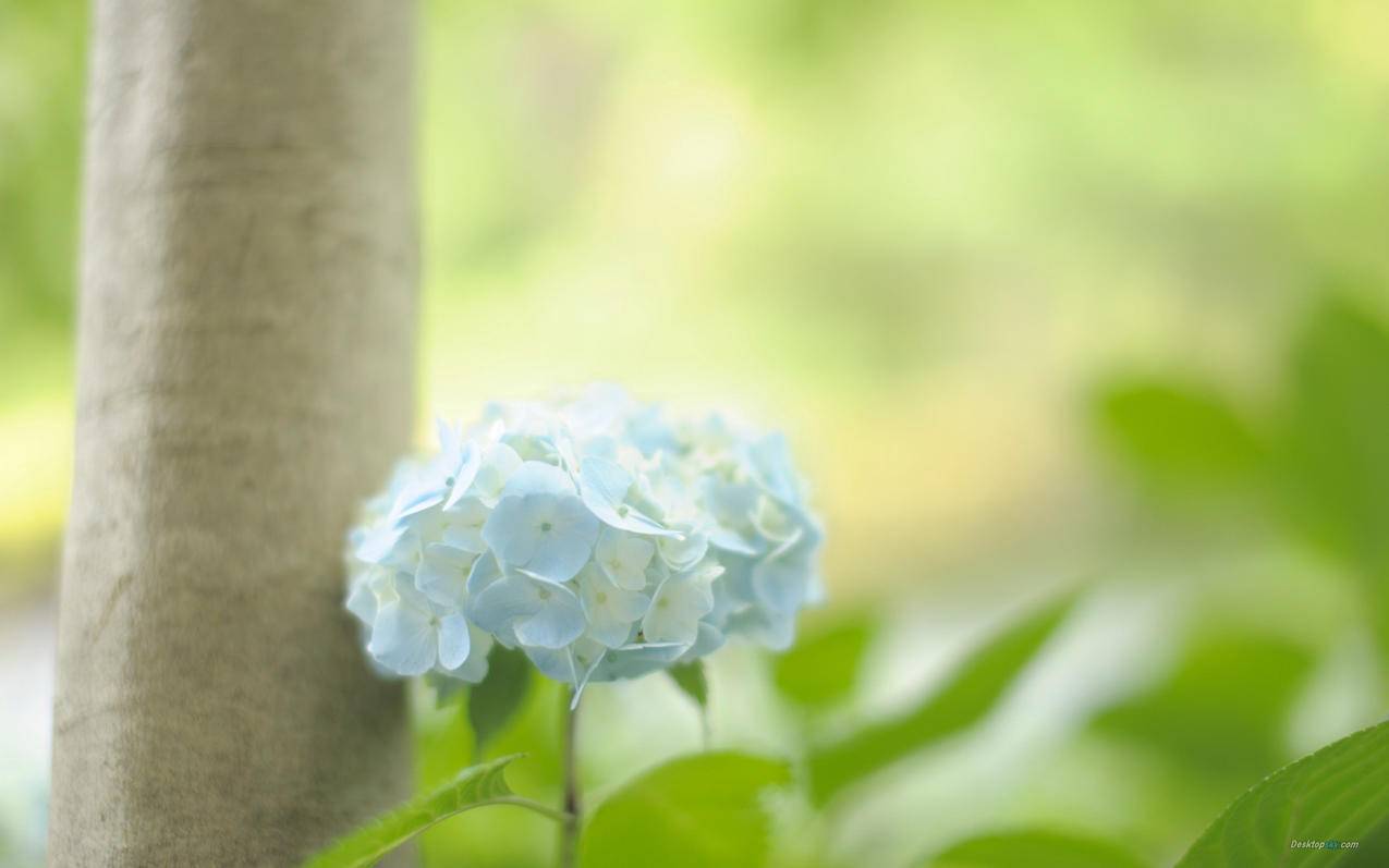 qtreewidget删除节点_qtablewidget删除 - 注册外服方法 - 55dz账号网