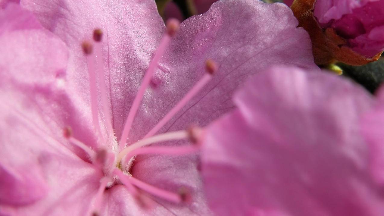 人类登陆过火星吗  ( 火星一号的背景回顾 ) - 55dz账号网