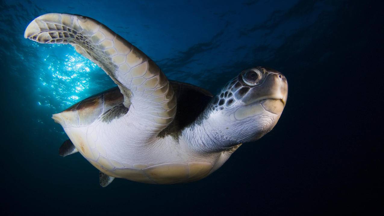 推特首页没有内容_推特主页看不了 - tw相关 - 55dz账号网