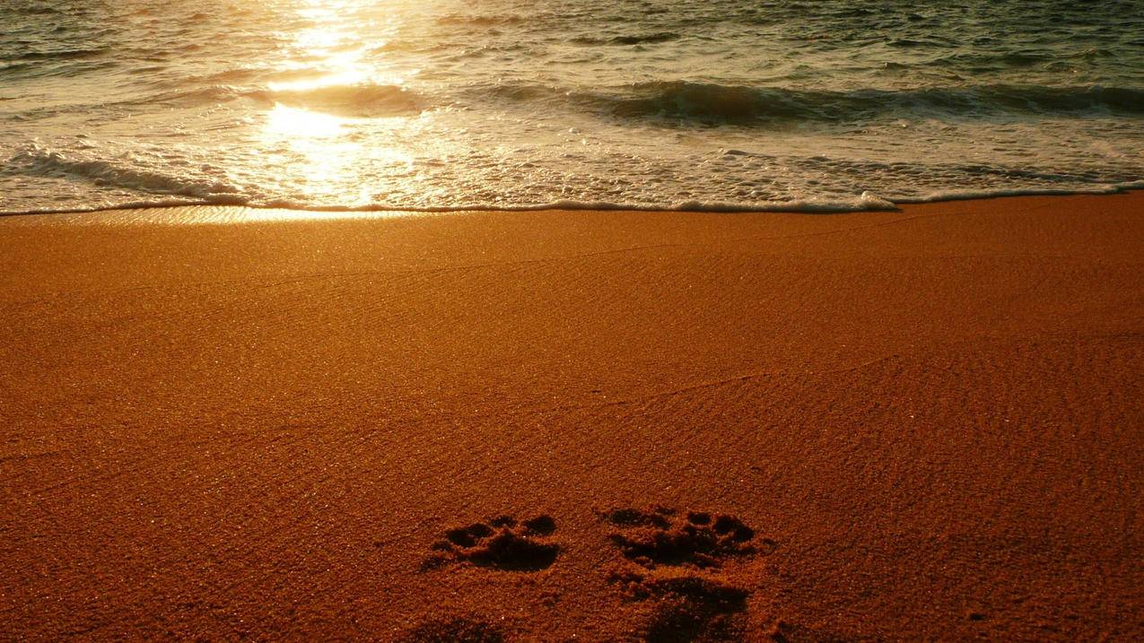 苹果手机怎么查看登陆过的帐号 ， 怎么看苹果id登陆了哪些设备  - 55dz账号网