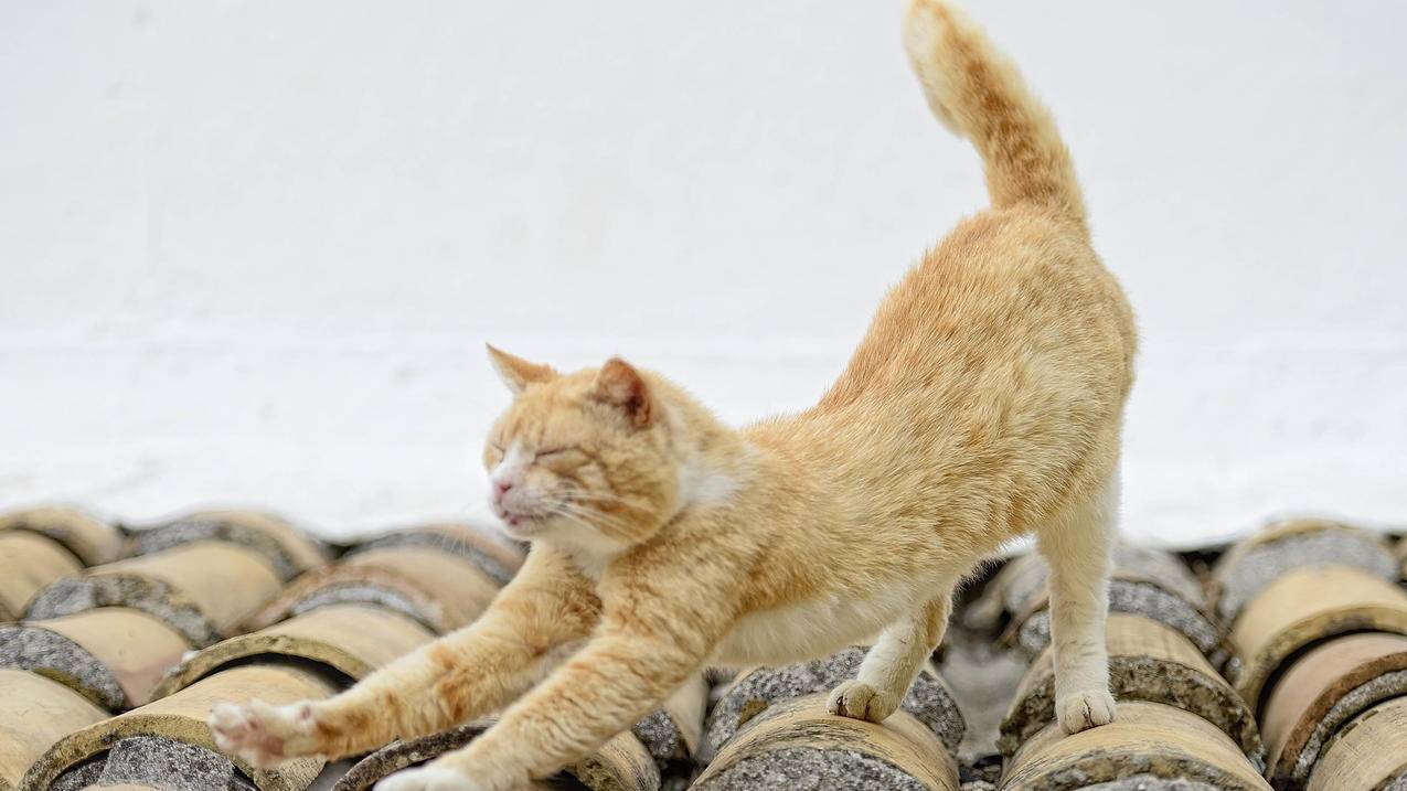 linefriends南京开业_linefriends南京贵不贵 - Line相关 - 55dz账号网