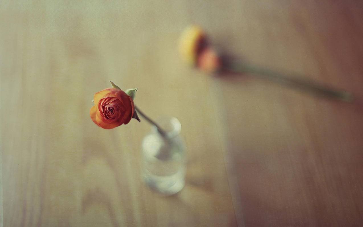 不记得日本appleid密码怎么恢复出厂设置_苹果手机ID密码忘了怎么恢复出厂设置 - 日本苹果ID - 55dz账号网