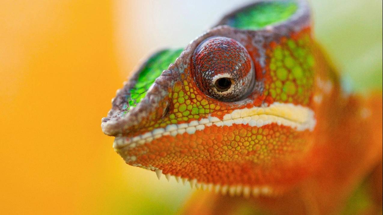 购买日本苹果id用微信_怎么申请日本的苹果ID - 日本苹果ID - 55dz账号网