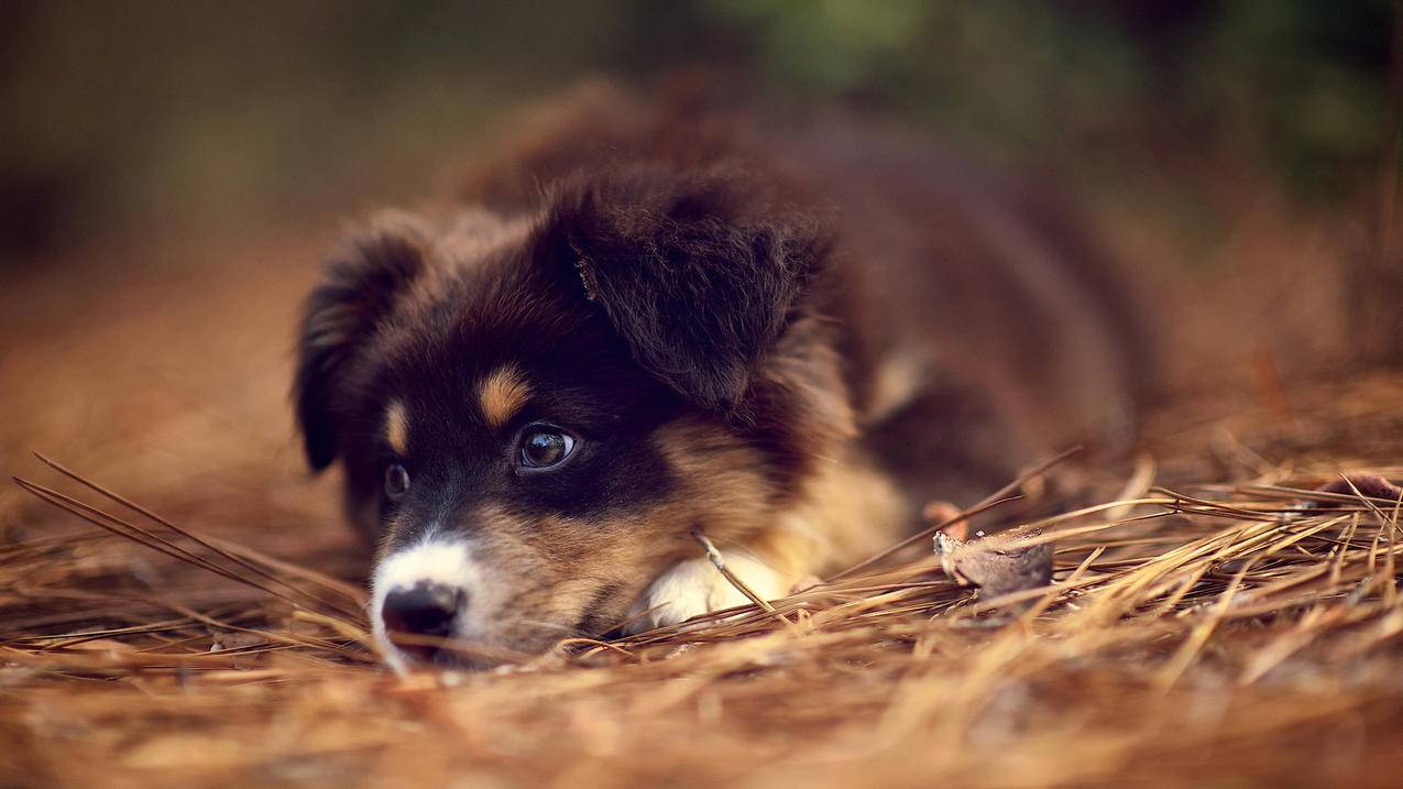 两部苹果手机共用一个ID 为什么查找的我iPhone只显示我的定位 不显示另一个 他却能看见我的位? ， 两部苹果手机,一部设定了位置共享另一部怎么查询它的位置  - 55dz账号网