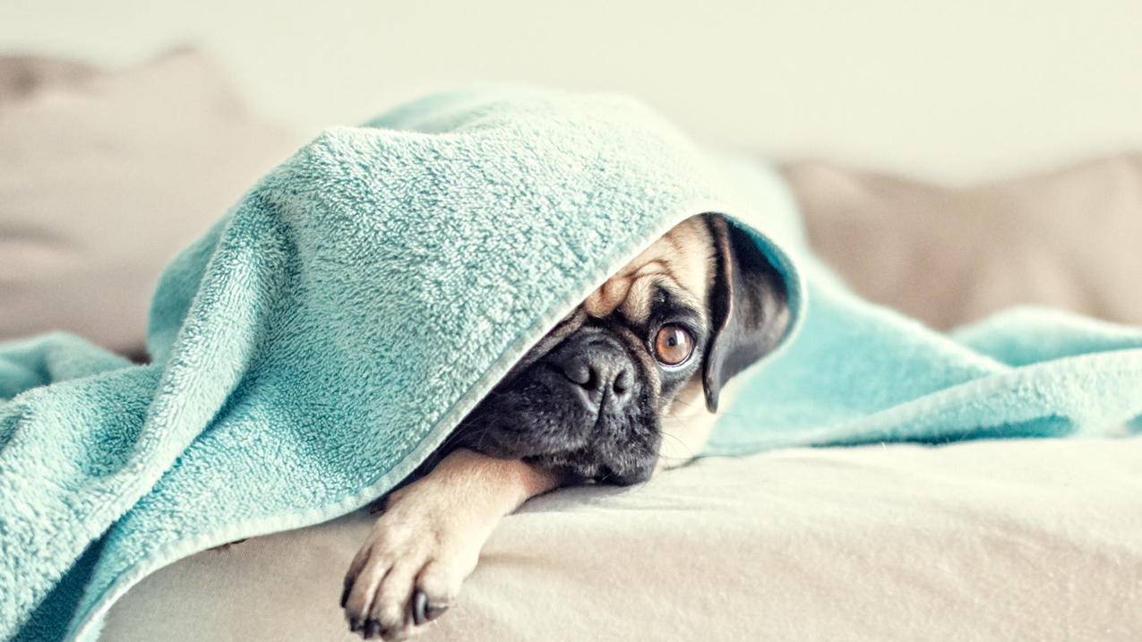 越南苹果id下载东西一直要验证付款方式最新系统 - 各区苹果ID - 55dz账号网