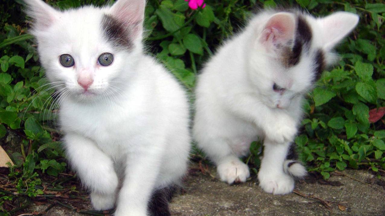 验证失败连接到服务器时出现问题 ， appleid建议验证失败 连接服务器时出现问题  - 55dz账号网