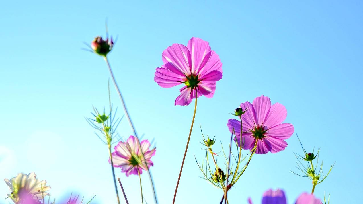 line验证码_line验证码发不过来 - Line相关 - 55dz账号网