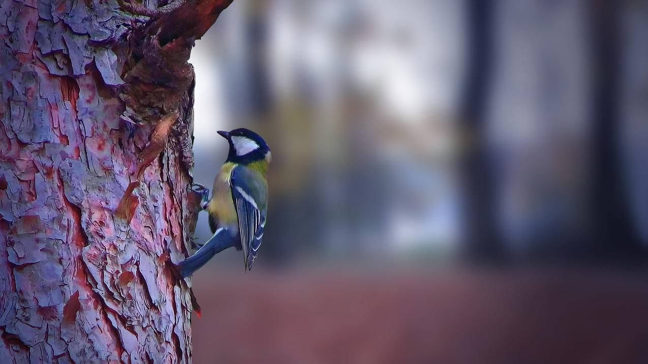 免费vps免费vps_国内 免费 vps - 注册外服方法 - 55dz账号网