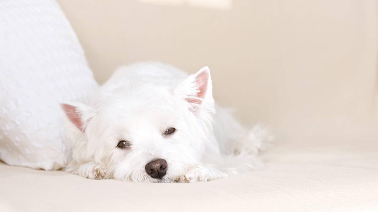 tiktok不会英文可以直播吗_tiktok能直播么 - tiktok相关 - 55dz账号网