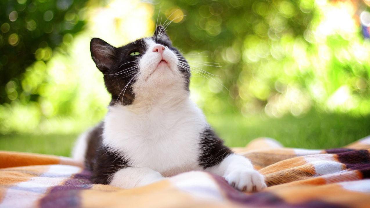 刷qq空间赞免费网址,抖音低价自助下单平台,一元一万qq访客量-100元以上的小粉丝