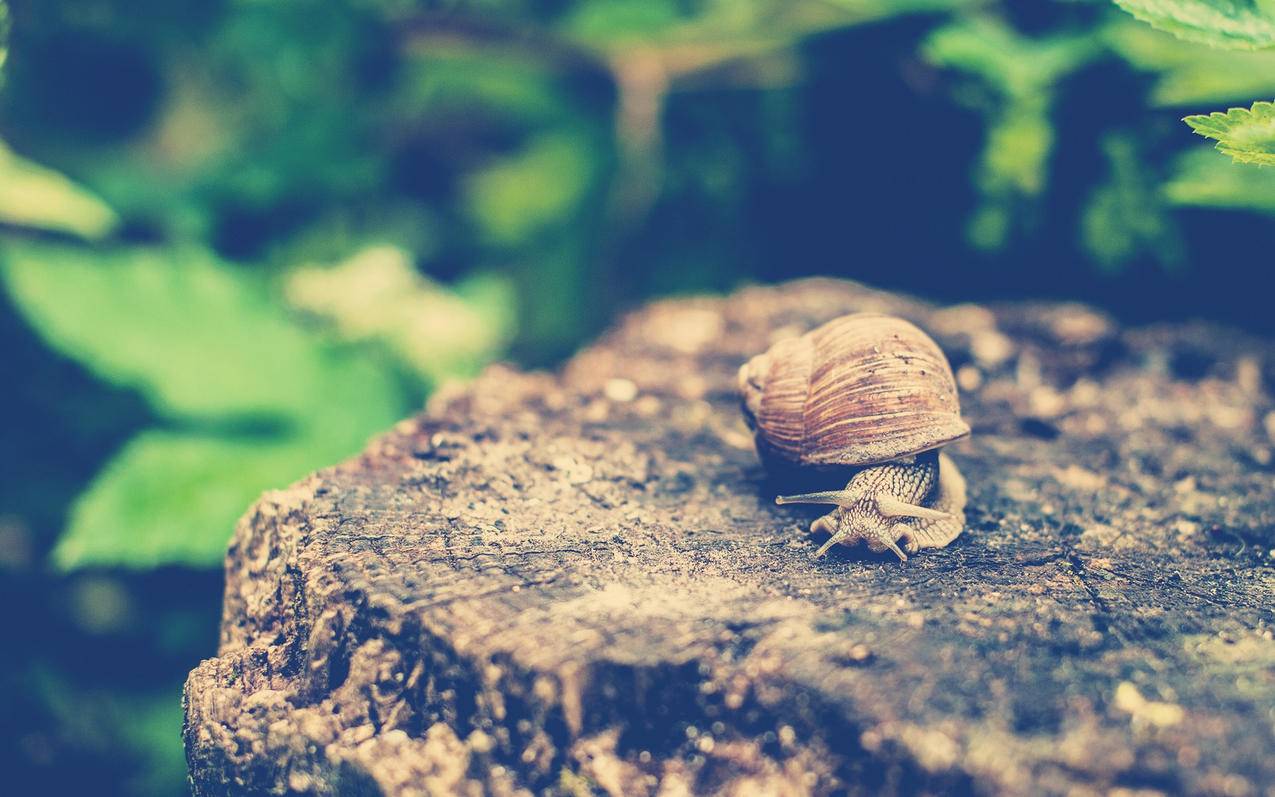 怎么用手机号创建苹果id账号_怎么用手机号创建苹果id账号密码 - 各区苹果ID - 55dz账号网