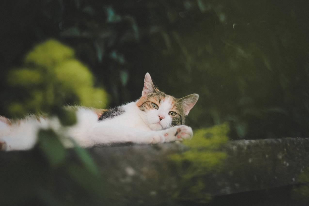 小米手机怎么省流量小米Note怎么设置流量节省  ( 初遇花田小火箭效果怎么样 ) - 55dz账号网