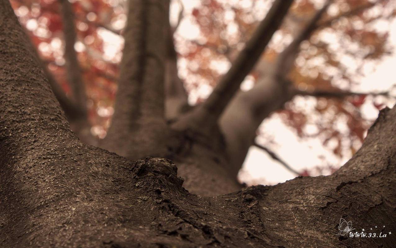 ins风的ins是什么意思_ins风是什么意思中文 - INS相关 - 55dz账号网