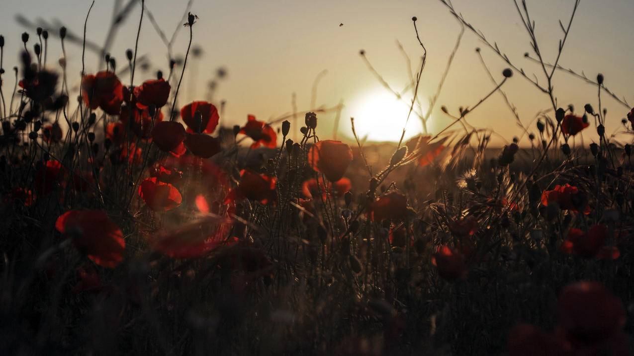 高中数学教师活动有哪些？ - 自助下单ks - ks24小时自助