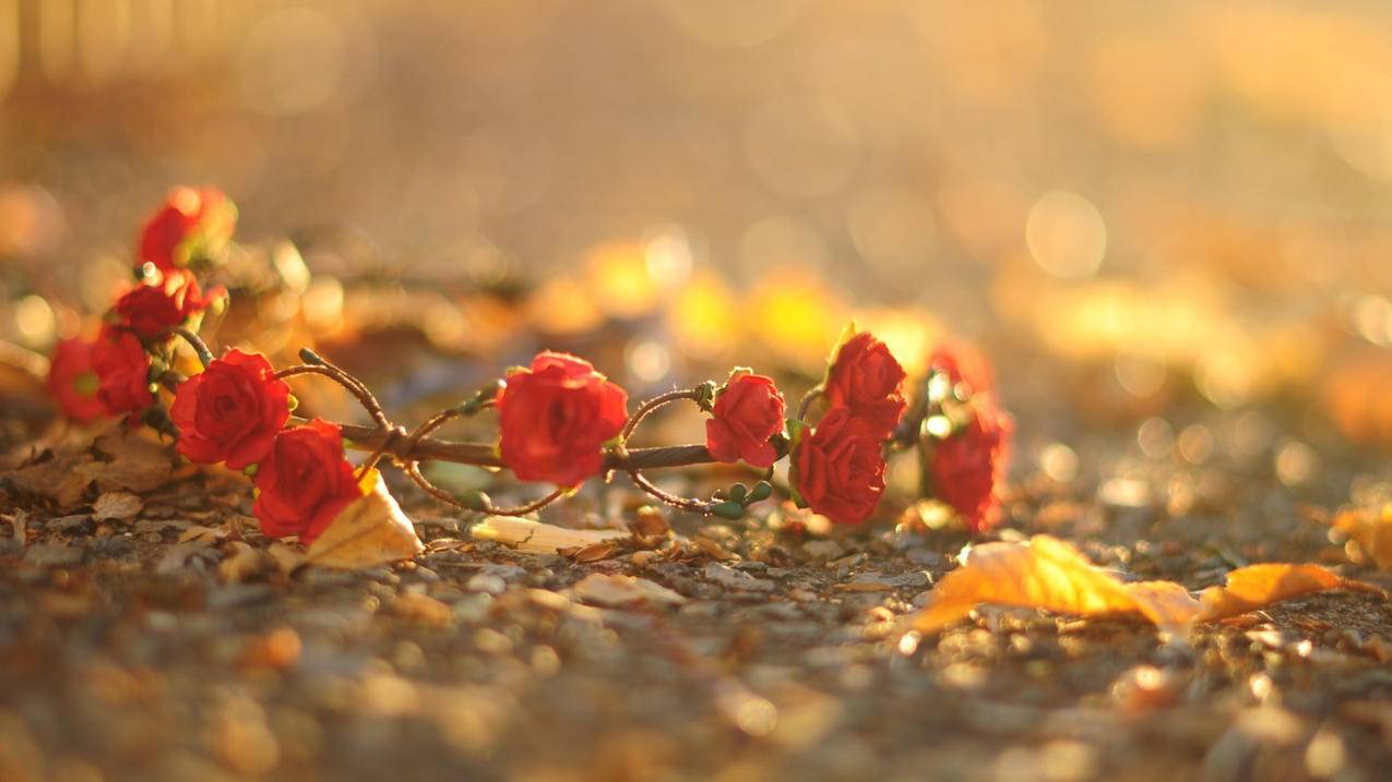 mile的ins账号名称_ins账号名字 - INS相关 - 55dz账号网