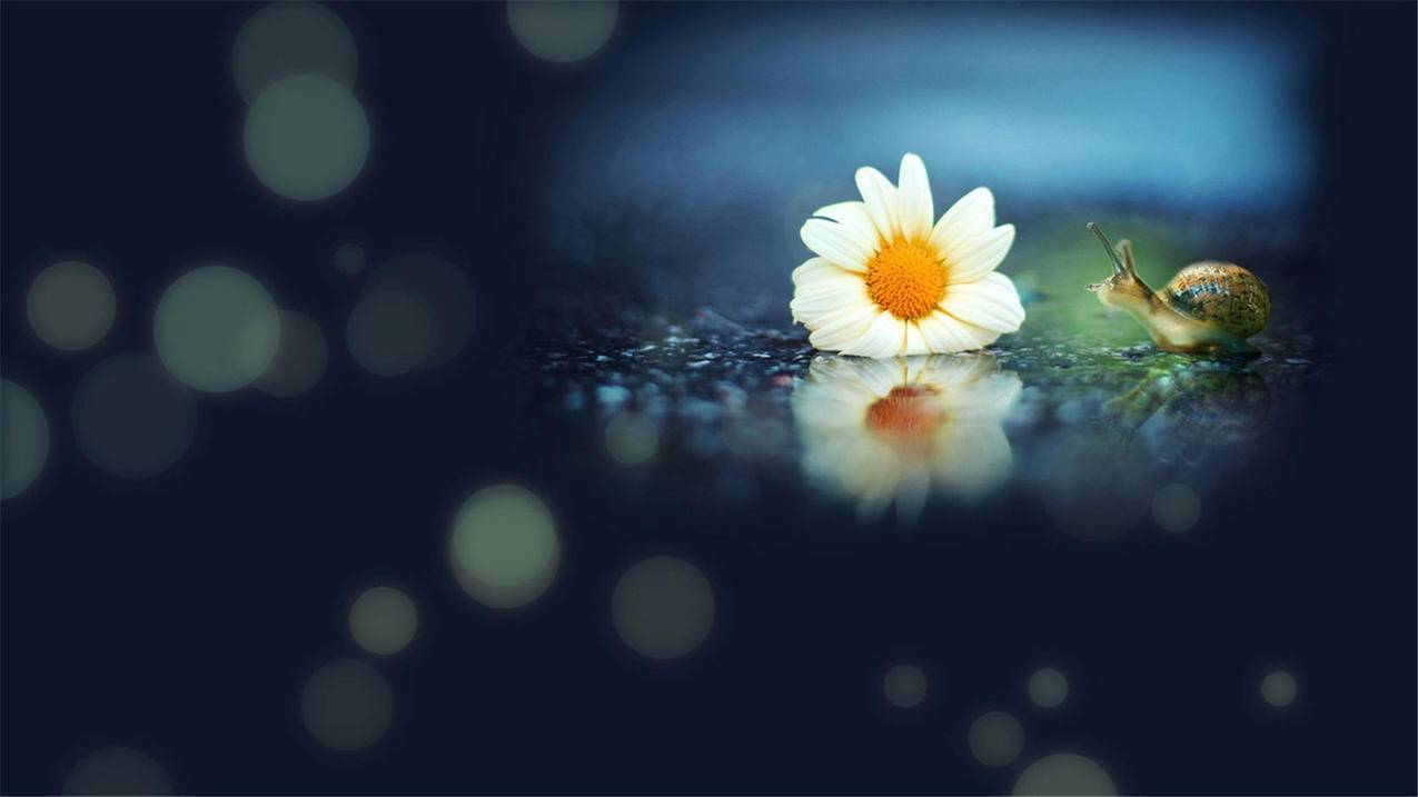 tiktok安卓下载安装_tiktok下载 apk - tiktok相关 - 55dz账号网