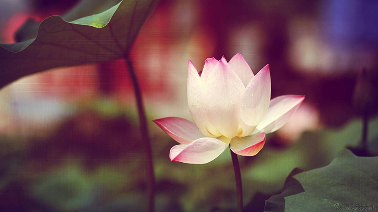 笑脸包celine官网_CELINE笑脸包 - Line相关 - 55dz账号网