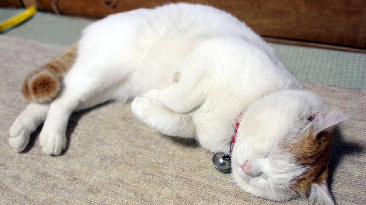 appleid一直转圈点不了退出登录_applestoreid登陆一直转圈 - 各区苹果ID - 55dz账号网