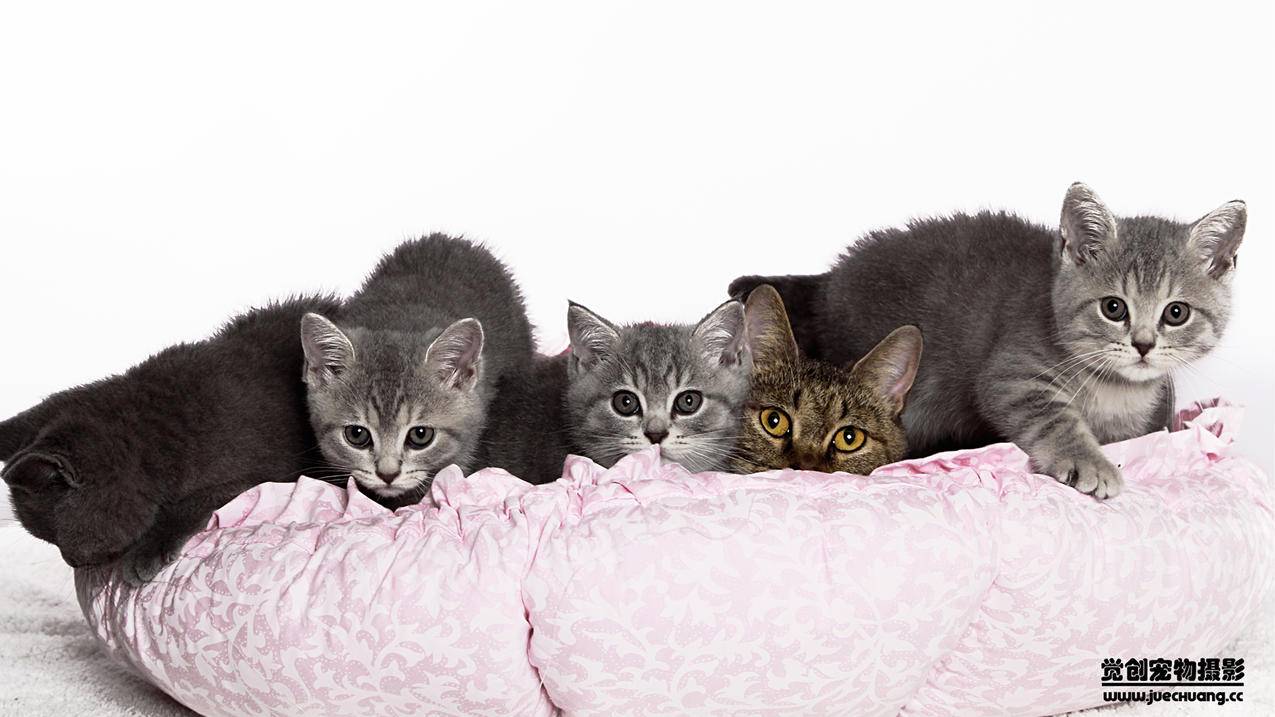 微博自动刷票器 免费 - 带刷快手网最低价,快手刷关注刷赞软件,快手业务商城