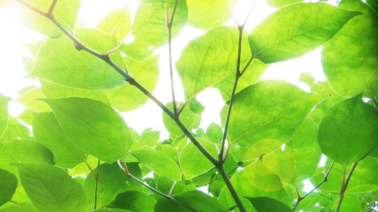 球球大作战代刷双冠网站-助力网站