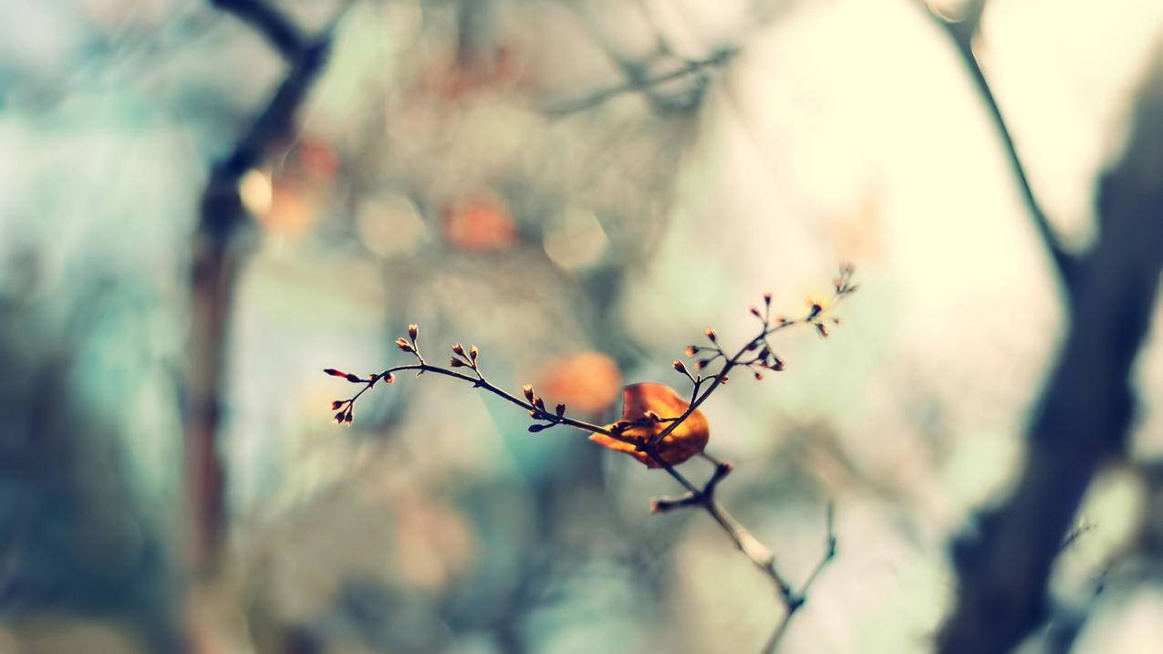 1元3万QQ空间访客量下单 - 快手作品点赞平台,快手直播刷粉自助平台