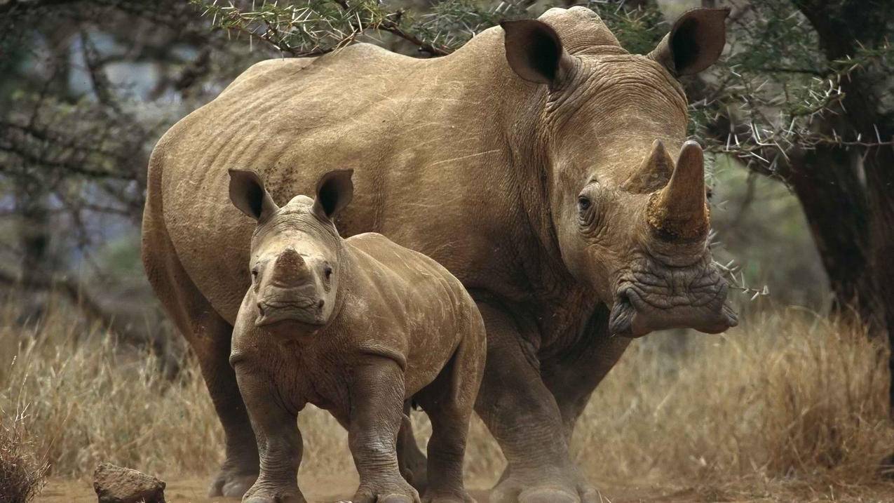 耐克zoomxDragonfly开胶_耐克zoomx dragonfly - zoom相关 - 55dz账号网