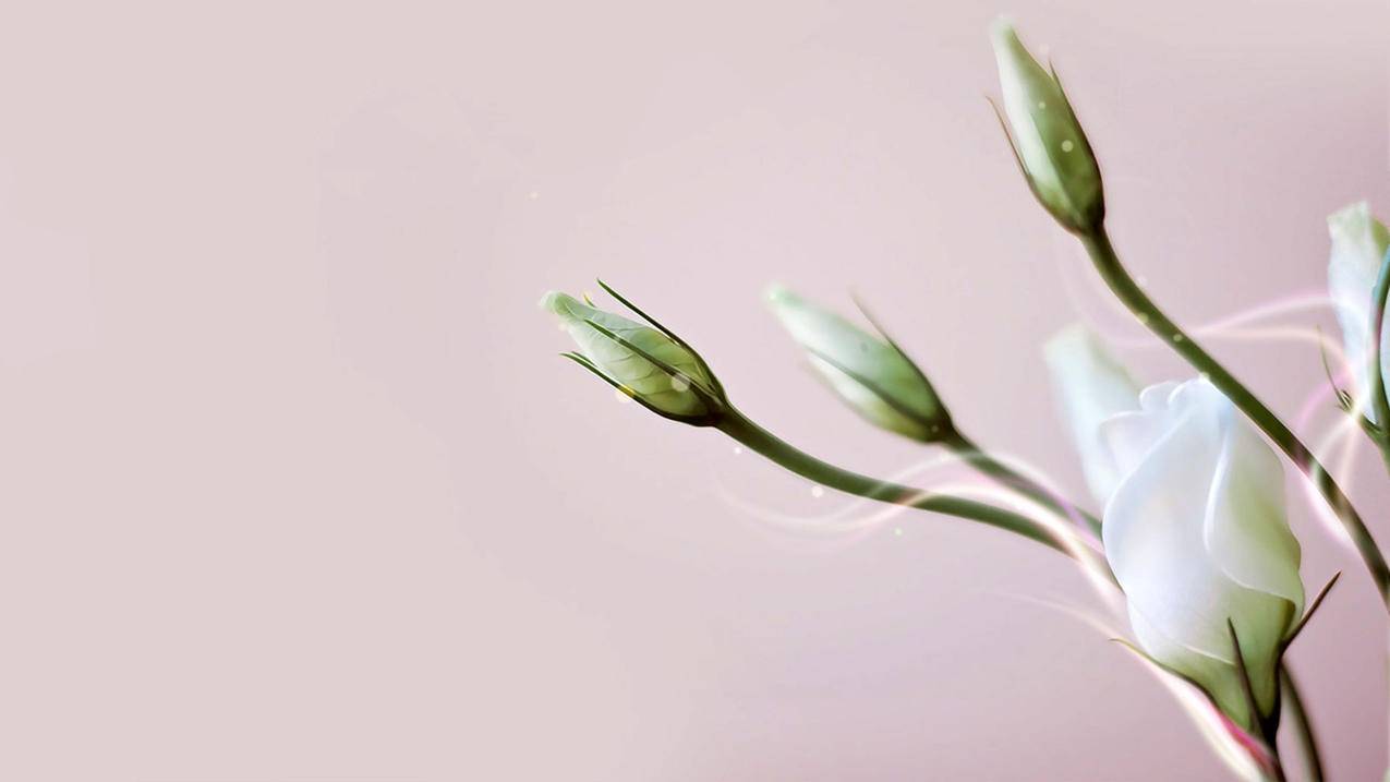 lineheight属性_lineheight属性的用法 - Line相关 - 55dz账号网