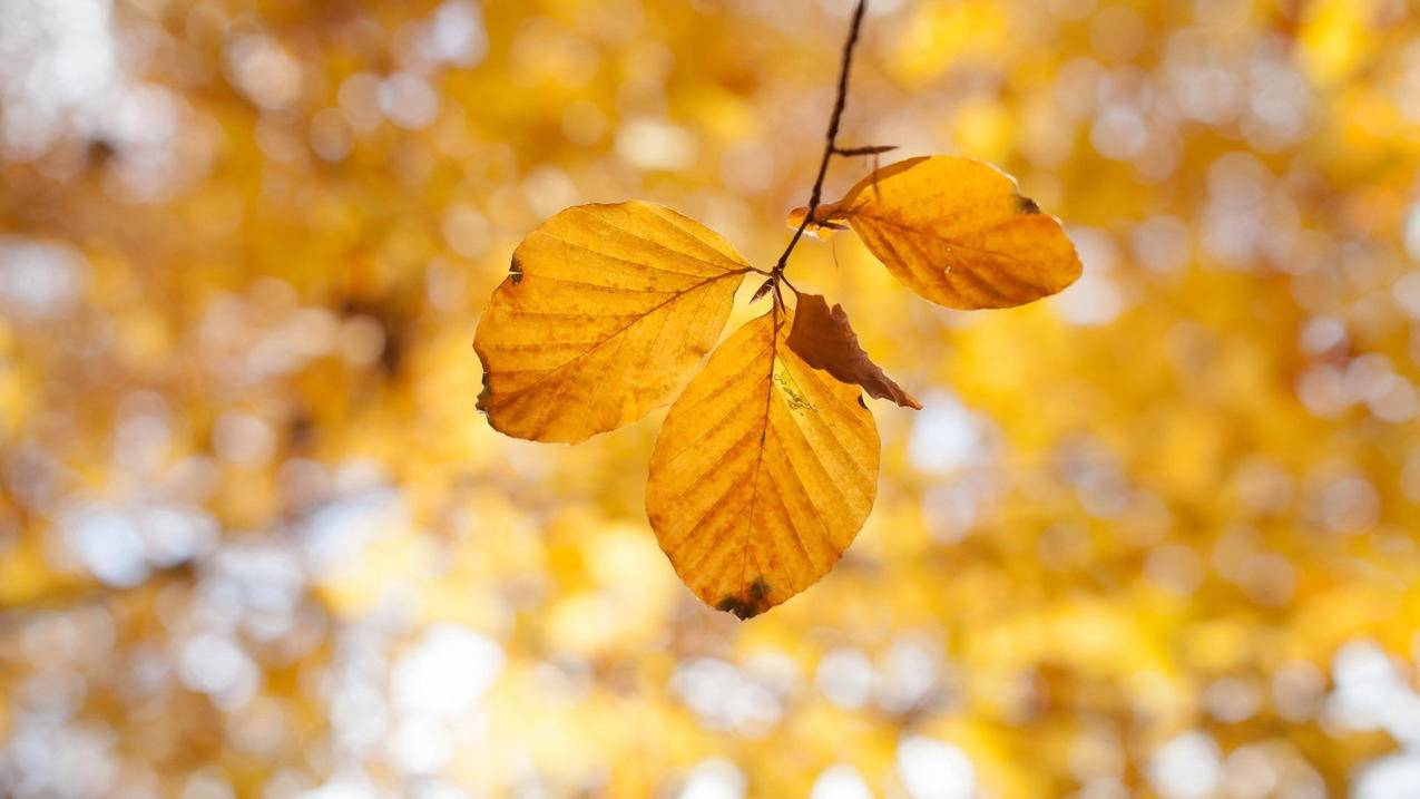 苹果手机注册apple id安全吗 ， 帮我注册个苹果APPLE ID 账号密码谢谢  - 55dz账号网