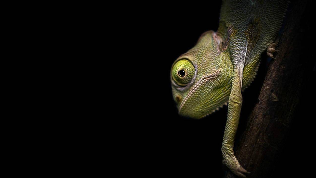 越南苹果id订阅如何取消 - 各区苹果ID - 55dz账号网