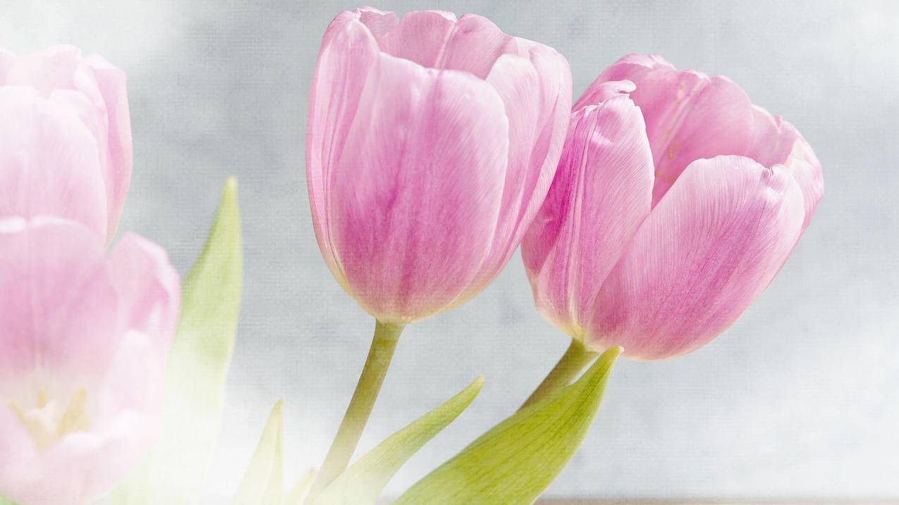 小火箭节点哪家好  ( 苹果ios加速器哪个好用 ) - 55dz账号网