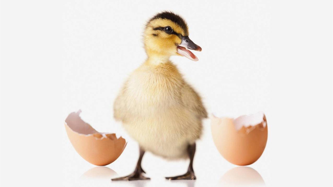 ourplay怎么加速play商店  ( 谷歌加速器怎么安装游戏 ) - 55dz账号网